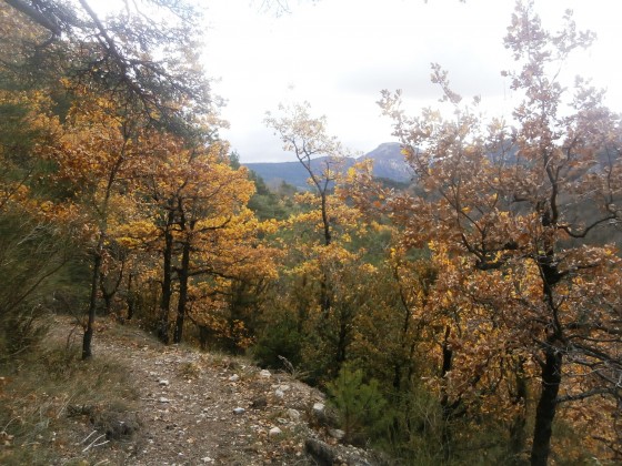 VALLON DE COULANCES-12 NOVEMBRE 2017.