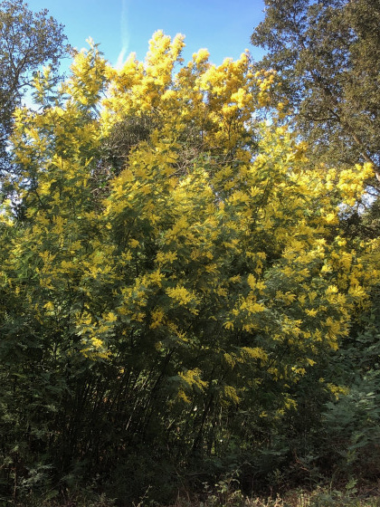 Vallon de Mimosas