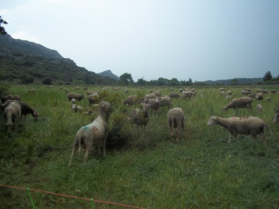 Vallon des Glauges