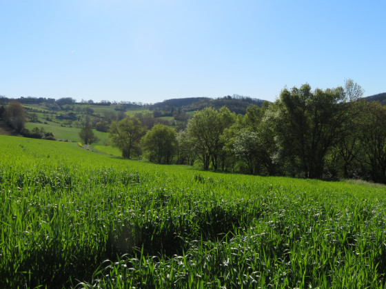 Vallon verdoyant