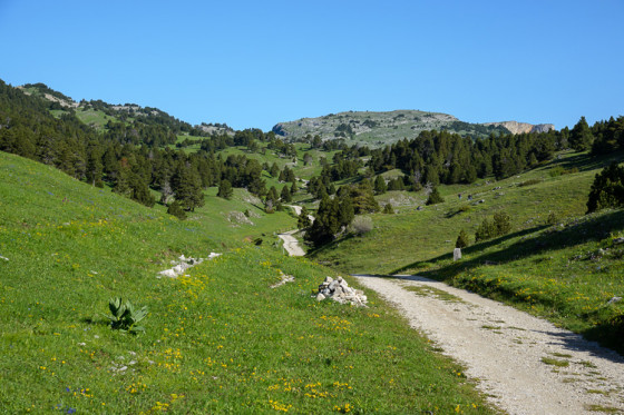 Vallon