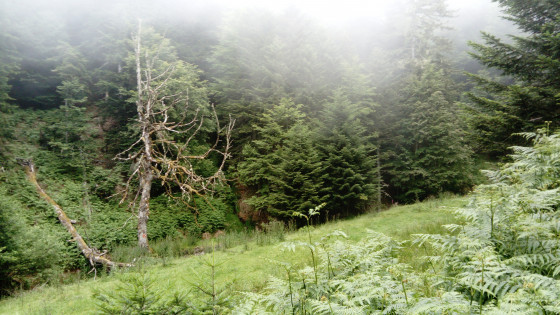Vallon