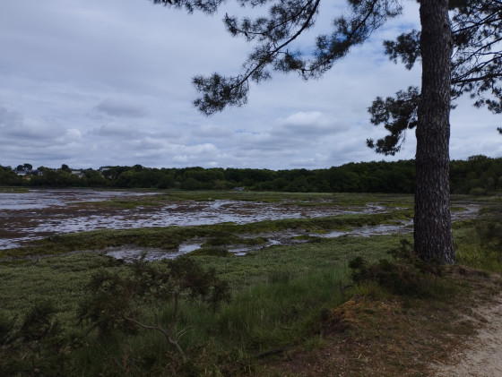 Vasières des rives du Vincin et son observatoire ornithologique