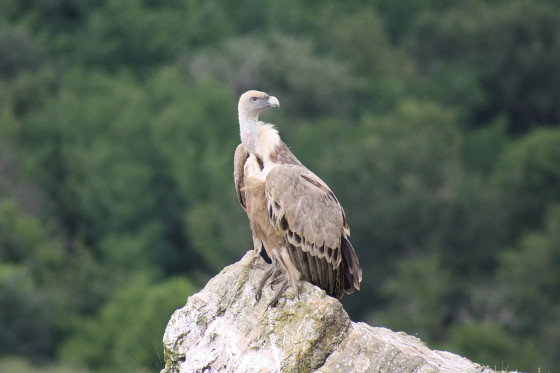 Vautour fauve