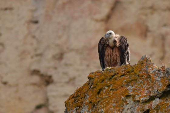 Vautour fauve (Gyps fulvus)