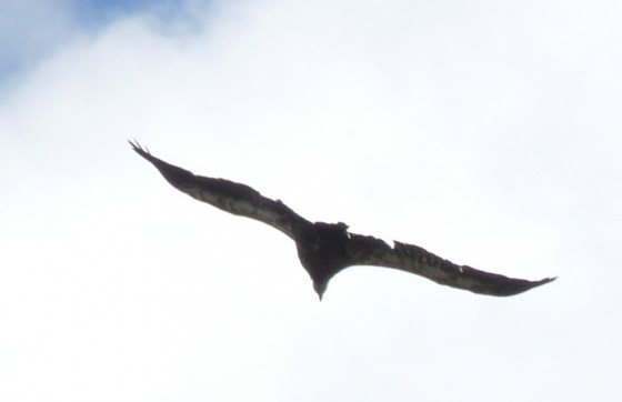 Vautour fauve