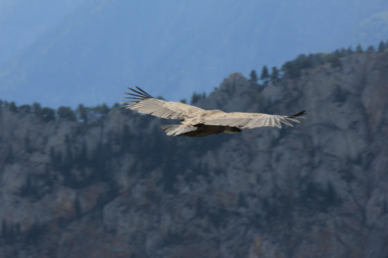 Vautour fauve