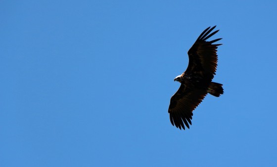 Vautour moine