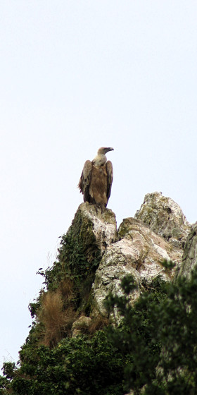 Vautour Fauve