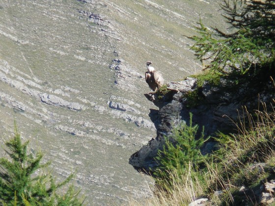 Vautour sur le rocher de l'Eyssari