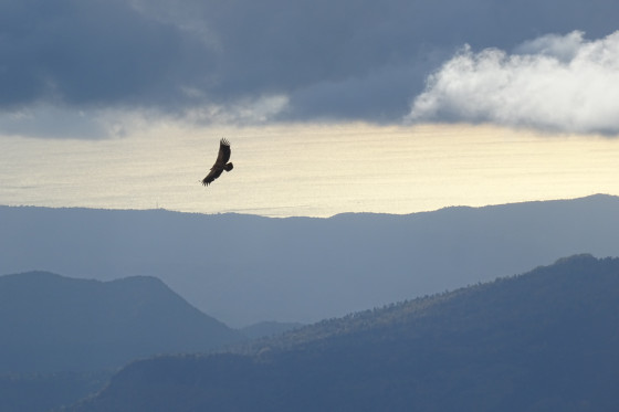 Vautour sur mer