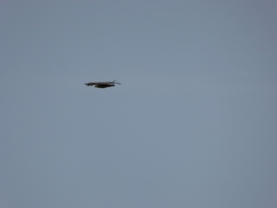 Vautour