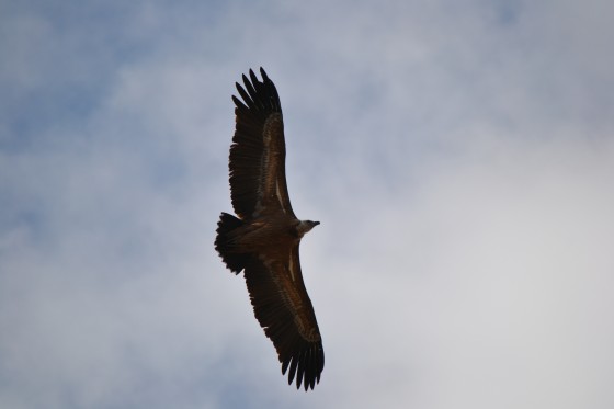 Vautour