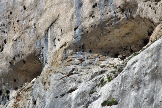 Vautours dans les falaises d'Archiane