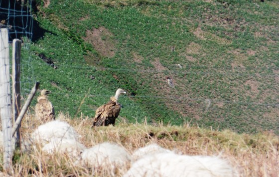 Vautours et moutons.