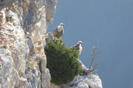 Vautours sur la paroi de la falaise