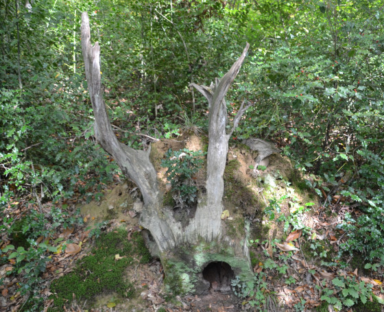V&eacute;g&eacute;tal ou animal