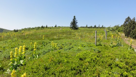 Végétation des Hautes Chaumes