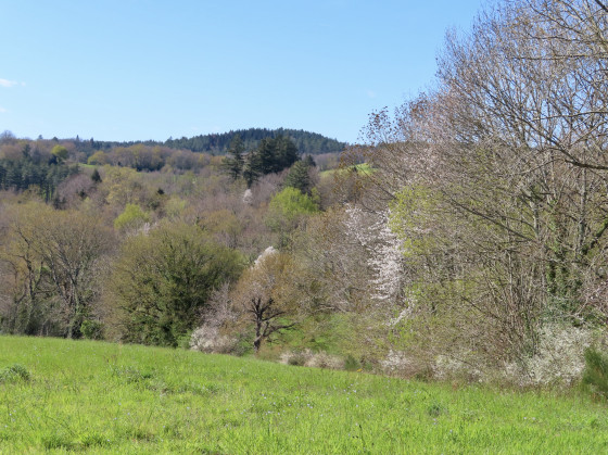 Végétation printanière