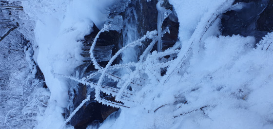 Végétaux surpris par le froid gelant