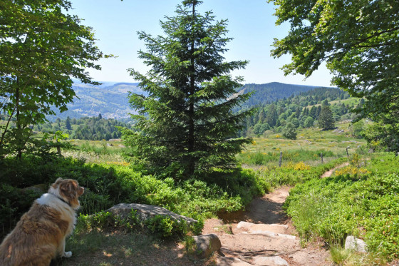 Vers la Roche des Bioquets