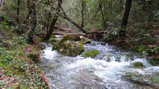 vers la source des Encanneaux