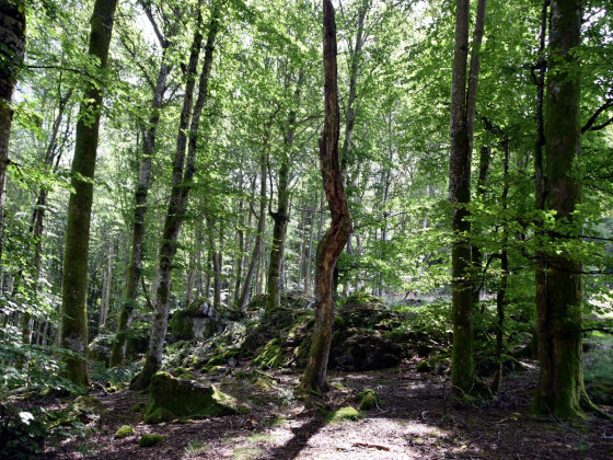 Vers le Roc des Gabelous