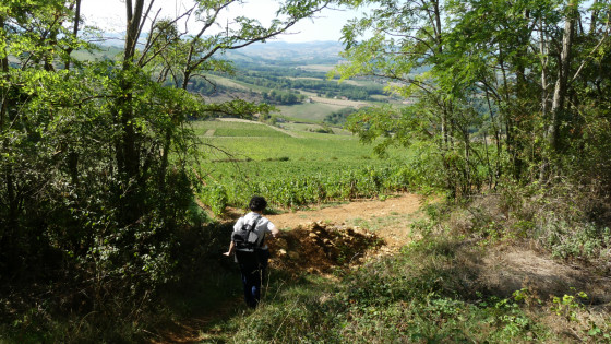 Vers les vignes...