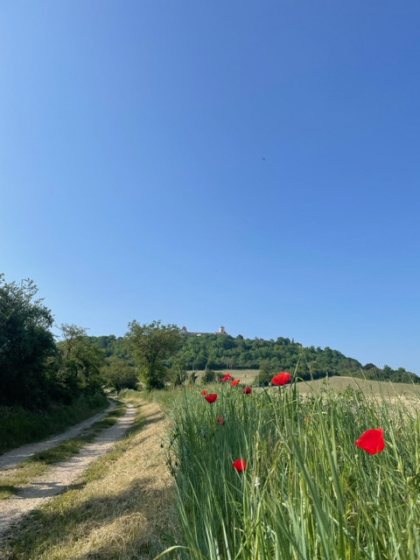 Vézelay (depuis Asquins)
