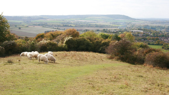 View from Brush Hill