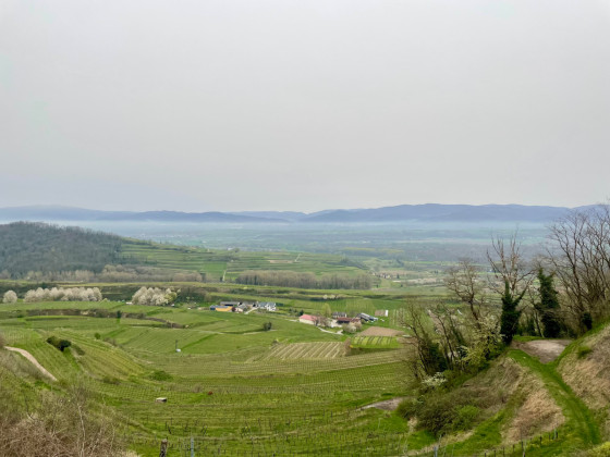 View of the vineyard