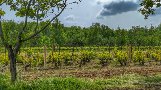 Vigne au cœur e la forêt !