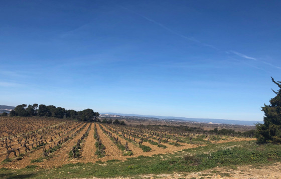 Vigne du Domaine de Berthelies
