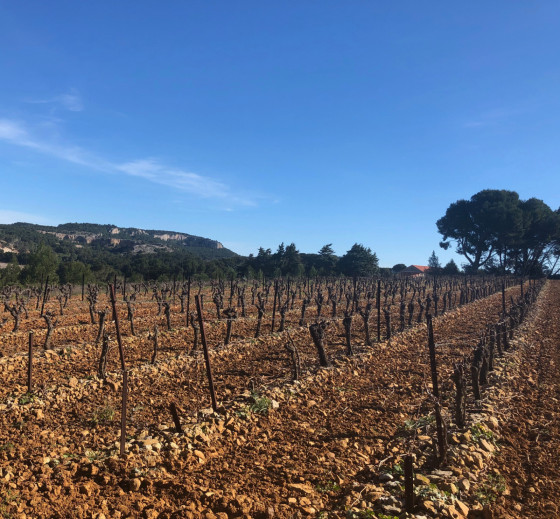 Vigne du Domaine de Berthelies