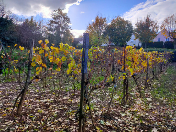 Vigne en automne