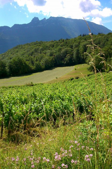 Vigne et montagne