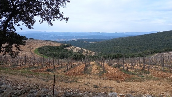 Vigne et nature