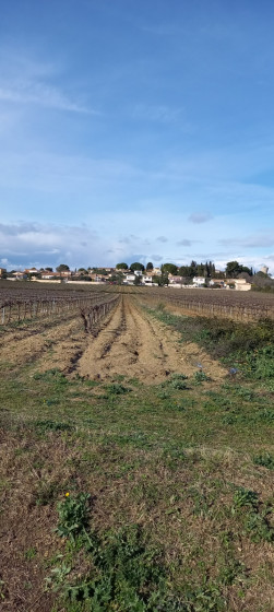 Vigne et Village