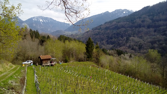 Vigne de F&eacute;ternes