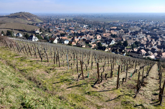 Vigne près de la ville de Turckheim