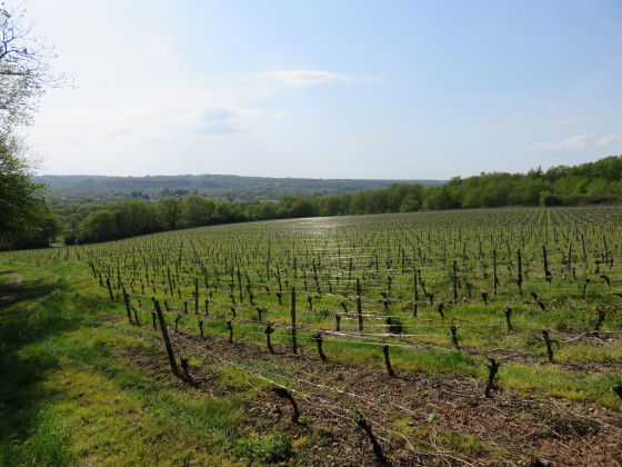 Vigne sur les coteaux du Bois Buret