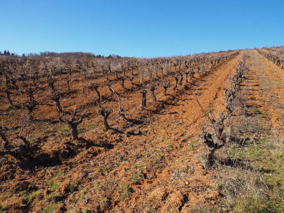 Vignes après le point 9