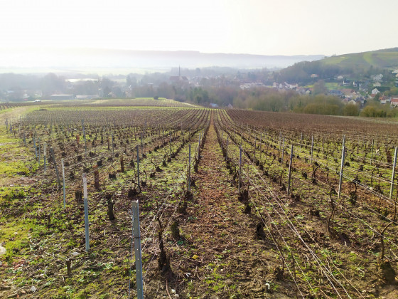 Vignes au petit matin