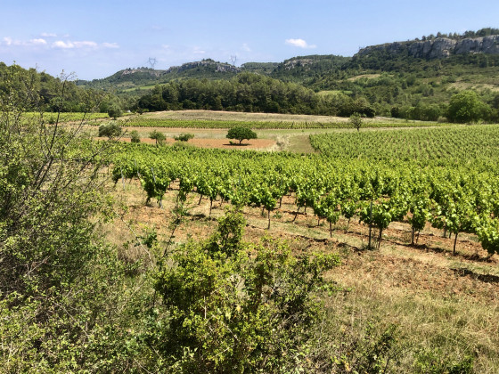 Vignes au pied des falaises