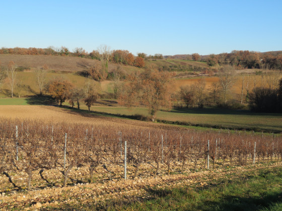 Vignes au repos