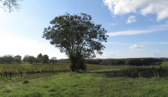 Vignes d'automne