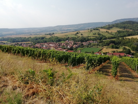 Vignes de Boudes