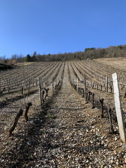 Vignes de Cerdon