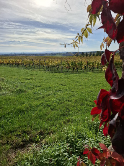 Vignes de Cesset