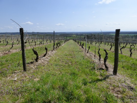 Vignes de Champlitte